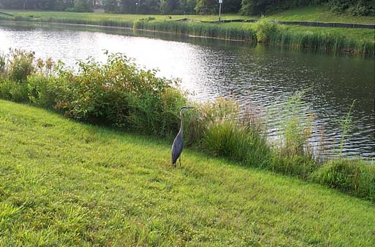 The Great Blue Heron at The Fairfax in Virginia as photographed by Sarah.