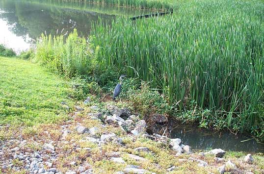 The Great Blue Heron near The Fairfax.